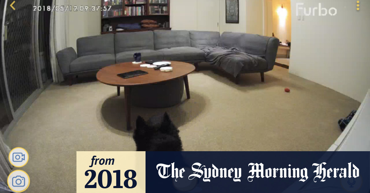 Furbo deals australia review